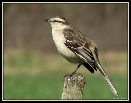 Foto 4/Poses de Calandria.