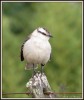 Poses de Calandria.