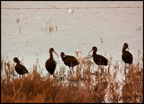 Foto 1/Mejor me voy (Gaviota valiente pero no tonta)