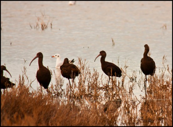 Foto 2/Mejor me voy (Gaviota valiente pero no tonta)