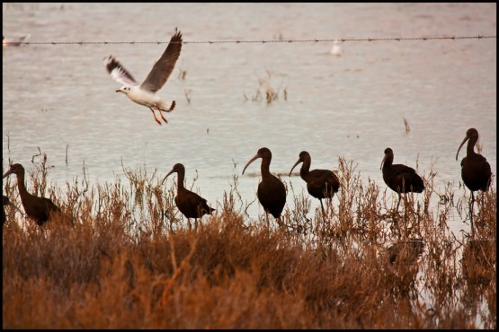 Foto 3/Mejor me voy (Gaviota valiente pero no tonta)