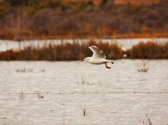 Foto 4/Mejor me voy (Gaviota valiente pero no tonta)