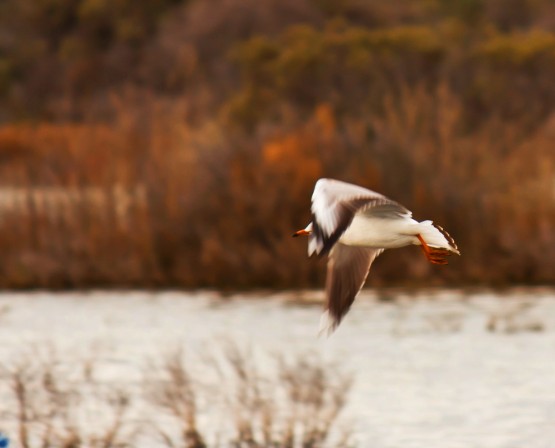 Foto 5/Mejor me voy (Gaviota valiente pero no tonta)