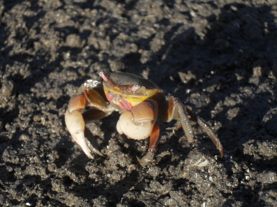 Foto 4/Crustaceo