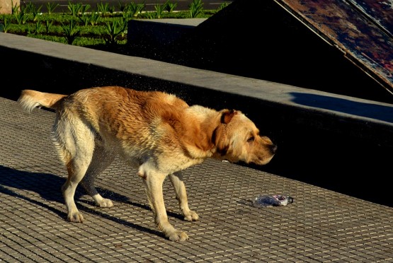 Foto 5/los domingos... Bao!!!