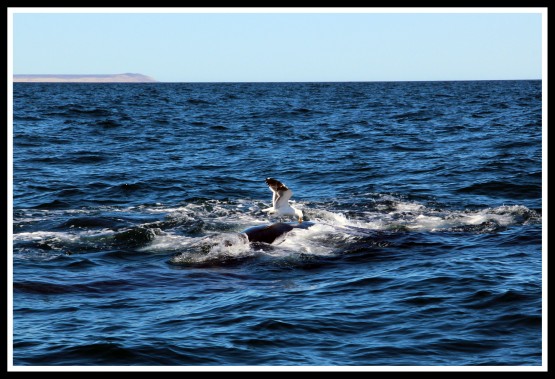 Foto 4/Linda y fea a la vez... asi es la naturaleza