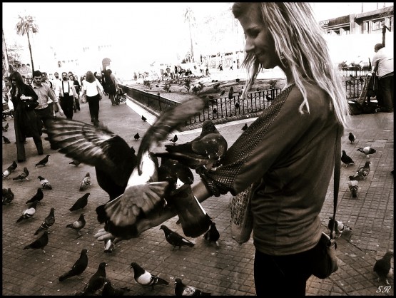 Foto 4/Palomas al ataque