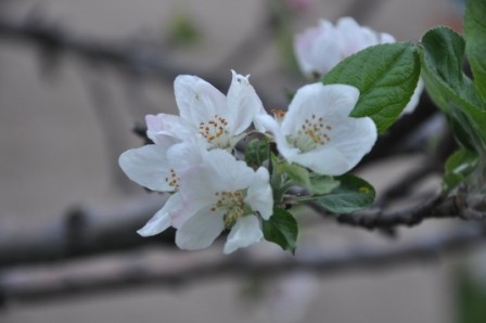 Foto 1/las flores de Tupungato (valle de Uco-Mendoza)