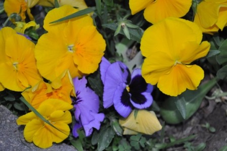 Foto 2/las flores de Tupungato (valle de Uco-Mendoza)