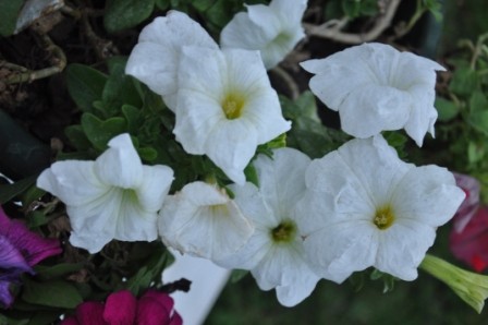 Foto 1/flores de primavera en tupungato - mendoza