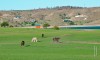 los caballos y el lago