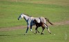 los caballos y el lago