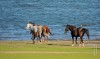 los caballos y el lago