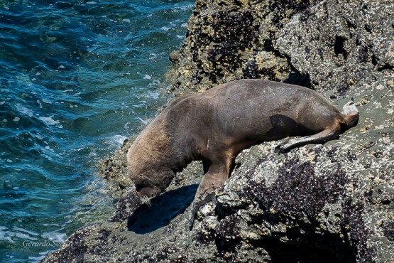 Foto 1/LOBO AL AGUA