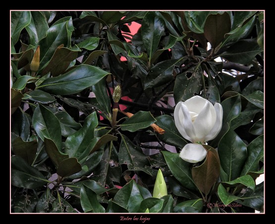 Foto 1/Las magnolias del Paseo