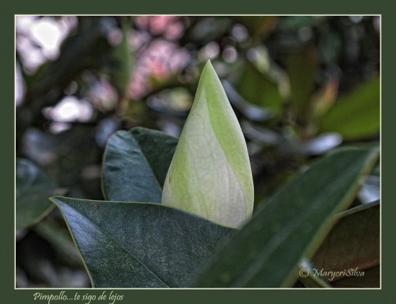 Foto 2/Las magnolias del Paseo