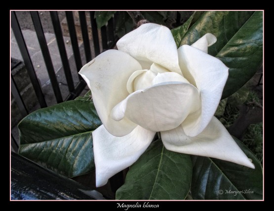 Foto 4/Las magnolias del Paseo