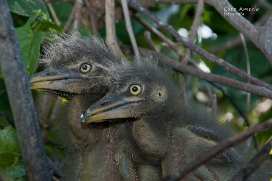 Foto 2/Garza Bruja