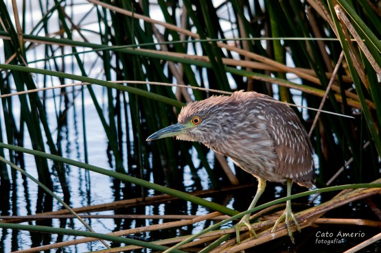 Foto 3/Garza Bruja