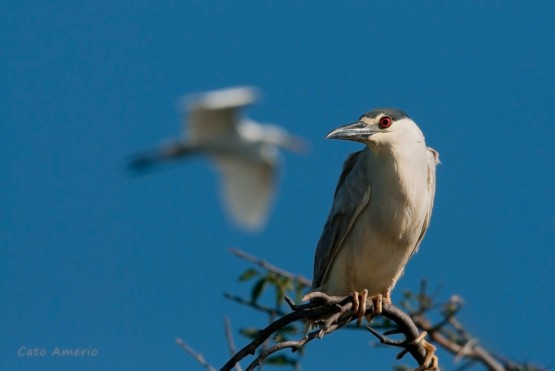 Foto 4/Garza Bruja