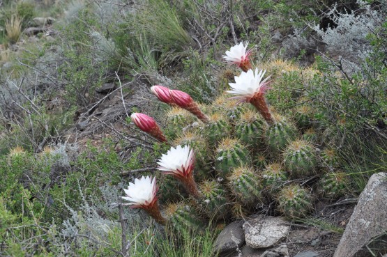 Foto 2/flores silvestres