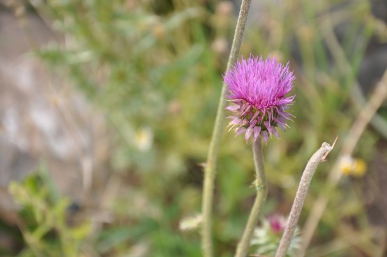 Foto 4/flores silvestres