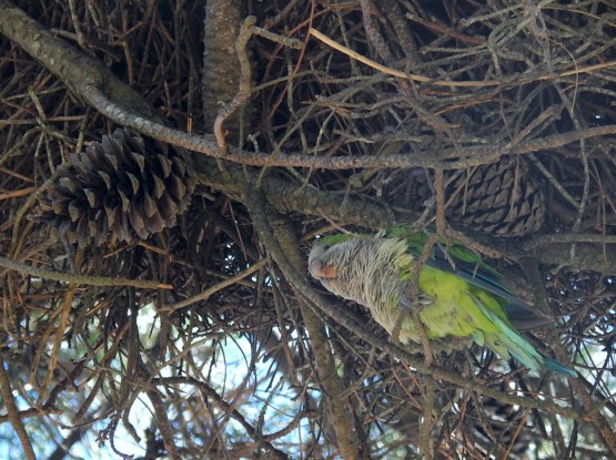 Foto 4/Aproximacin a la cotorra...