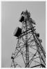 Antena