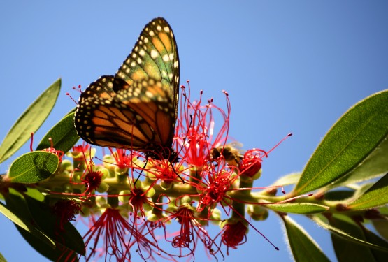 Foto 1/Mariposa