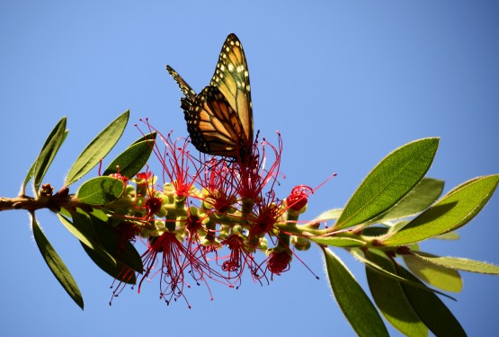 Foto 2/Mariposa