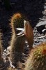 Cactus Originarios de Amrica