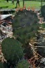 Cactus Originarios de Amrica