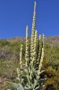 Cactus Originarios de Amrica