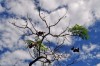 Un bello rbol: El jacarand