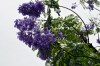 Un bello rbol: El jacarand