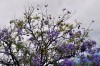 Un bello rbol: El jacarand