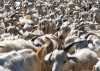 Cabras: vida, pasin y...