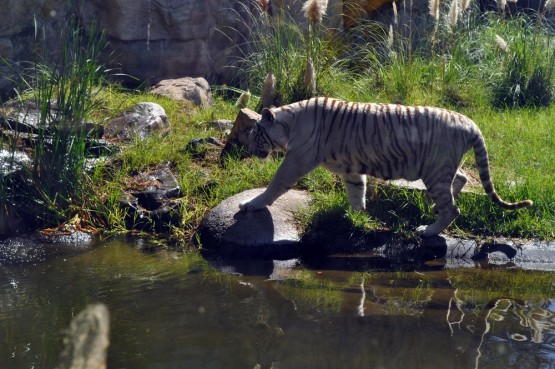 Foto 1/Aventura del Tigre Blanco