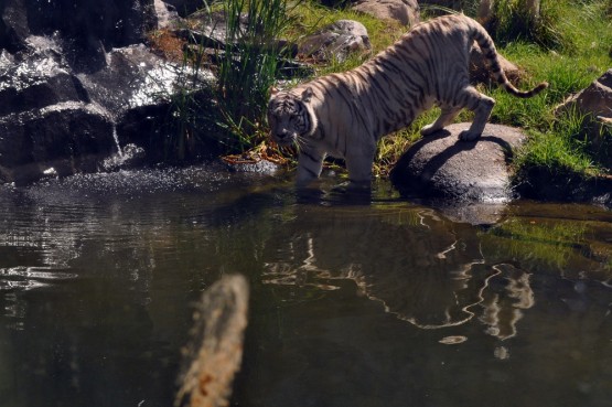 Foto 2/Aventura del Tigre Blanco