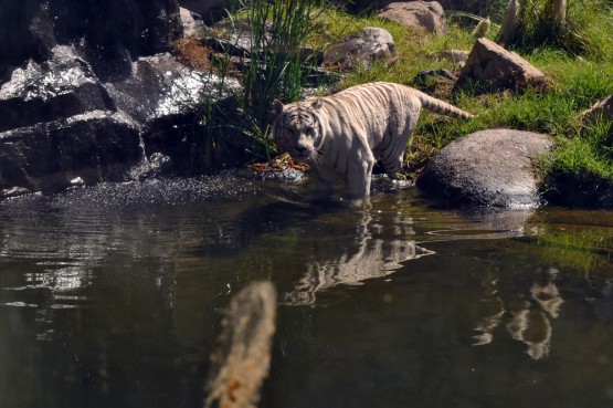 Foto 3/Aventura del Tigre Blanco