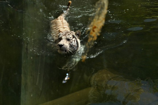 Foto 4/Aventura del Tigre Blanco