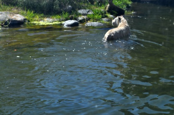 Foto 5/Aventura del Tigre Blanco