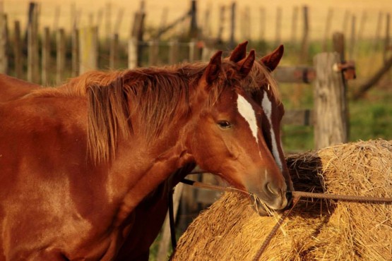 Foto 1/Caballos dorados