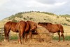 Caballos dorados