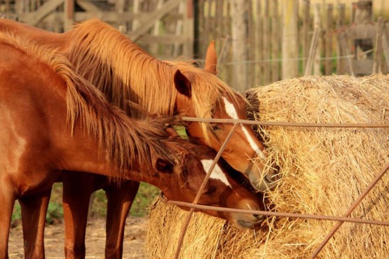 Foto 4/Caballos dorados