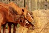 Caballos dorados