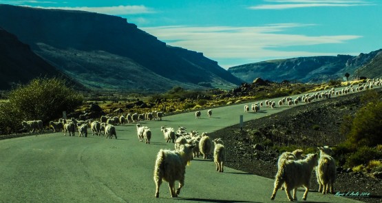 Foto 2/TRANSUMANCIA - Bajando de la veranada