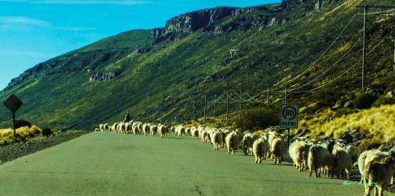 Foto 3/TRANSUMANCIA - Bajando de la veranada