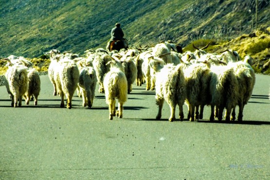 Foto 4/TRANSUMANCIA - Bajando de la veranada