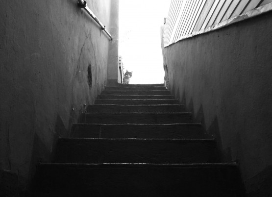 Foto 1/El gato en la escalera